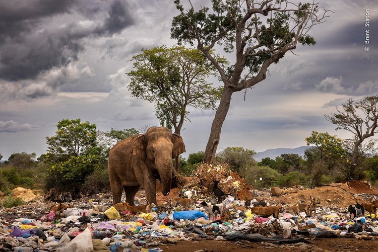 Wildlife Photograher of The Year 2023