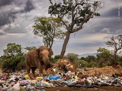 Foto Satwa Liar Favorit Bikin Terkesima & Terenyuh, Ada Indonesia