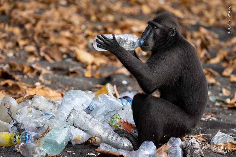Wildlife Photograher of The Year 2023