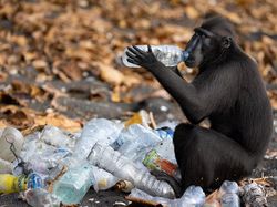 Foto Satwa Liar Favorit Bikin Terkesima & Terenyuh, Ada Indonesia