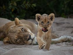 Foto Satwa Liar Favorit Bikin Terkesima & Terenyuh, Ada Indonesia