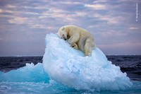 Wildlife Photograher of The Year 2023