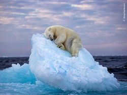 Foto Satwa Liar Favorit Bikin Terkesima & Terenyuh, Ada Indonesia