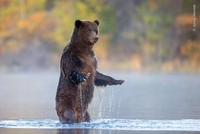 Wildlife Photograher of The Year 2023