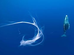 Foto Satwa Liar Favorit Bikin Terkesima & Terenyuh, Ada Indonesia