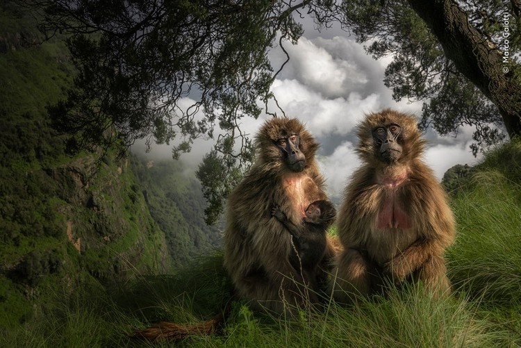 Wildlife Photograher of The Year 2023