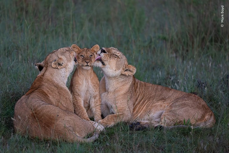 Wildlife Photograher of The Year 2023