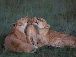 Foto Satwa Liar Favorit Bikin Terkesima & Terenyuh, Ada Indonesia