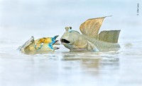 Wildlife Photograher of The Year 2023