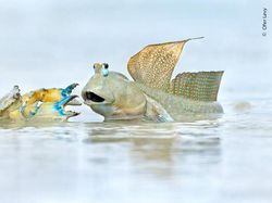 Foto Satwa Liar Favorit Bikin Terkesima & Terenyuh, Ada Indonesia