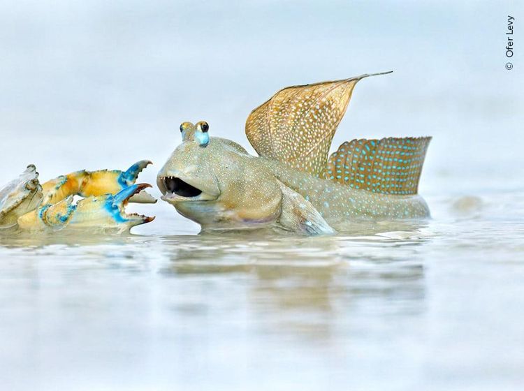Foto Satwa Liar Favorit Bikin Terkesima & Terenyuh, Ada Indonesia