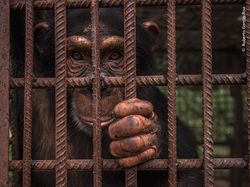 Foto Satwa Liar Favorit Bikin Terkesima & Terenyuh, Ada Indonesia