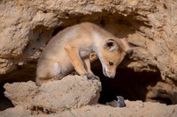 Wildlife Photograher of The Year 2023
