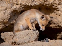 Foto Satwa Liar Favorit Bikin Terkesima & Terenyuh, Ada Indonesia