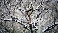 Hujan salju pertama pada Senin (11/12/2023) pagi menjadi tanda mengawali musim yang lebih dingin di Beijing. (AP Photo/Fanjiashan)