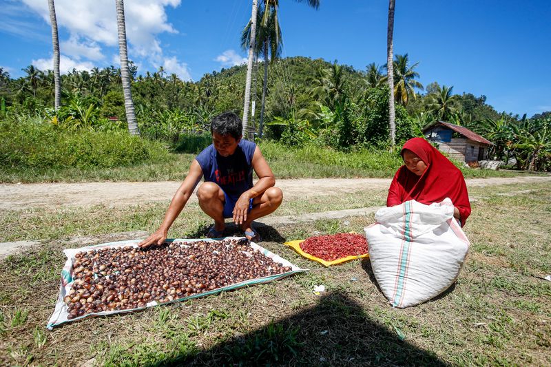 Buah pala adalah salah satu komoditas andalan dari wilayah timur, Indonesia.