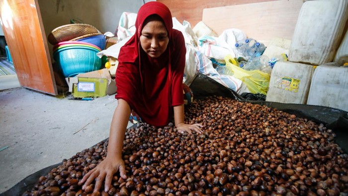 Buah pala adalah salah satu komoditas andalan dari wilayah timur, Indonesia.