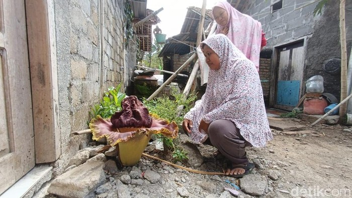Bunga bangkai di belakang rumah warga di Sendangsari, Pengasih, Kabupaten Kulon Progo, DIY, Selasa (12/12/2023).