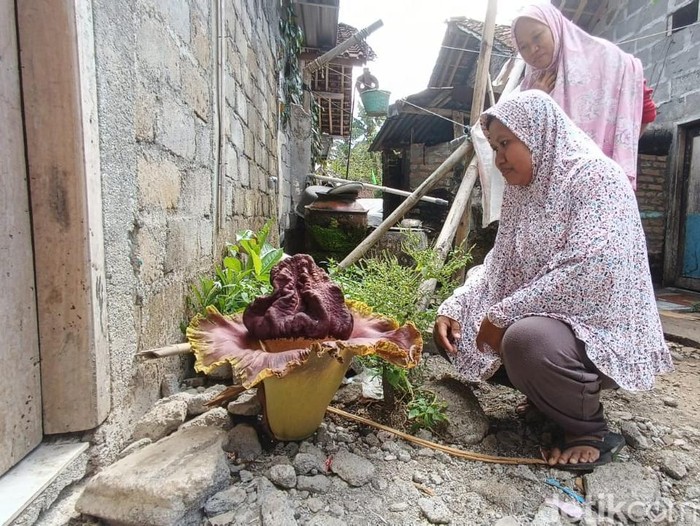 Bunga bangkai di belakang rumah warga di Sendangsari, Pengasih, Kabupaten Kulon Progo, DIY, Selasa (12/12/2023).