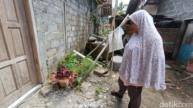 Bunga bangkai di belakang rumah warga di Sendangsari, Pengasih, Kabupaten Kulon Progo, DIY, Selasa (12/12/2023).