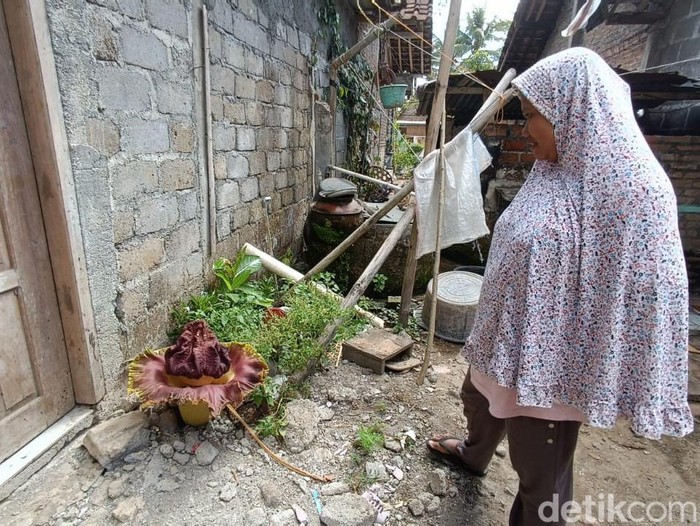 Bunga bangkai di belakang rumah warga di Sendangsari, Pengasih, Kabupaten Kulon Progo, DIY, Selasa (12/12/2023).