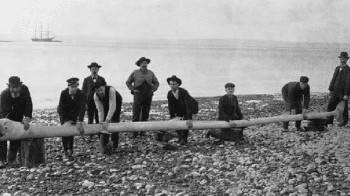 Pada tahun 1907, sembilan nelayan mengaku telah menangkap Cadborosaurus, seekor ular laut yang umum dalam cerita rakyat di Pacific Northwest. Banyak yang menyatakan bahwa temuan para nelayan tersebut hanyalah tipuan, namun sejumlah ilmuwan telah mencoba dan gagal mengidentifikasi makhluk dalam foto di atas. Jika tubuh ikan itu palsu, bukankah para ilmuwan hanya akan mengatakan demikian, alih-alih bekerja keras untuk mengungkap kebenarannya? Foto: Rocketfacts