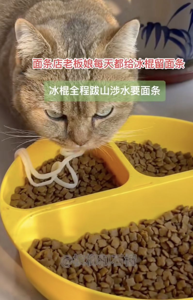 Gemas! Kucing di China Ini Hobinya Minta Mie ke Restoran Setiap Hari