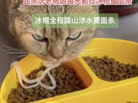 Gemas! Kucing di China Ini Hobinya Minta Mie ke Restoran Setiap Hari