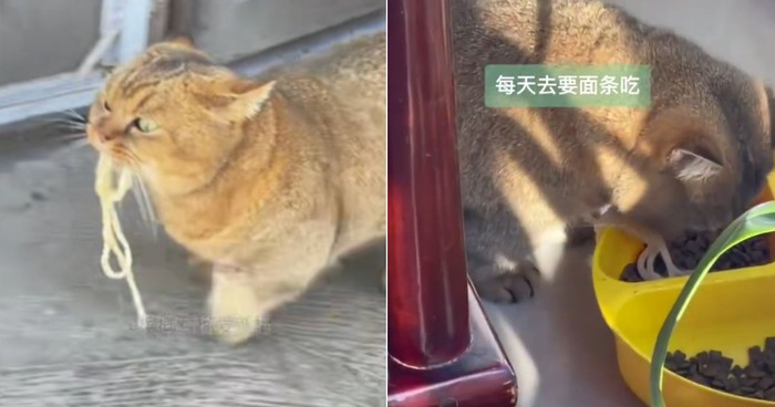 Gemas! Kucing di China Ini Hobinya Minta Mie ke Restoran Setiap Hari