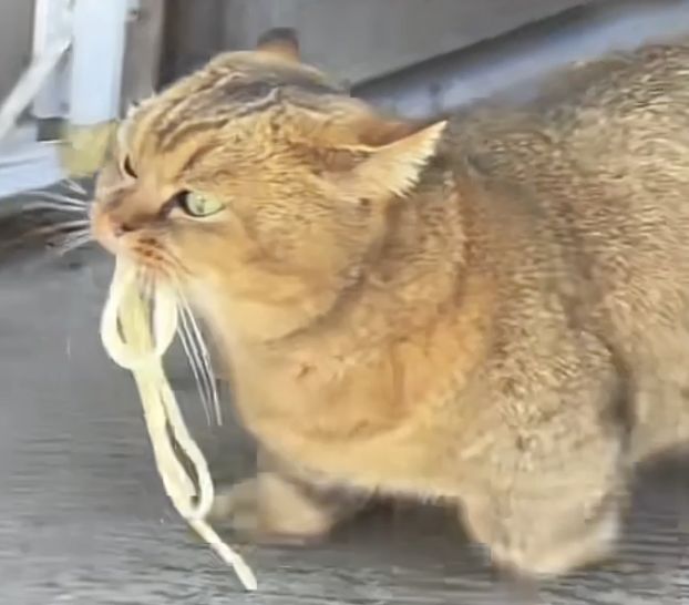 Gemas! Kucing di China Ini Hobinya Minta Mie ke Restoran Setiap Hari