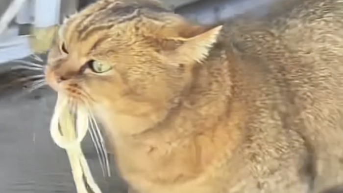Gemas! Kucing di China Ini Hobinya Minta Mie ke Restoran Setiap Hari
