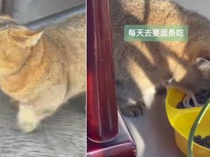 Gemas! Kucing di China Ini Hobinya Minta Mie ke Restoran Setiap Hari