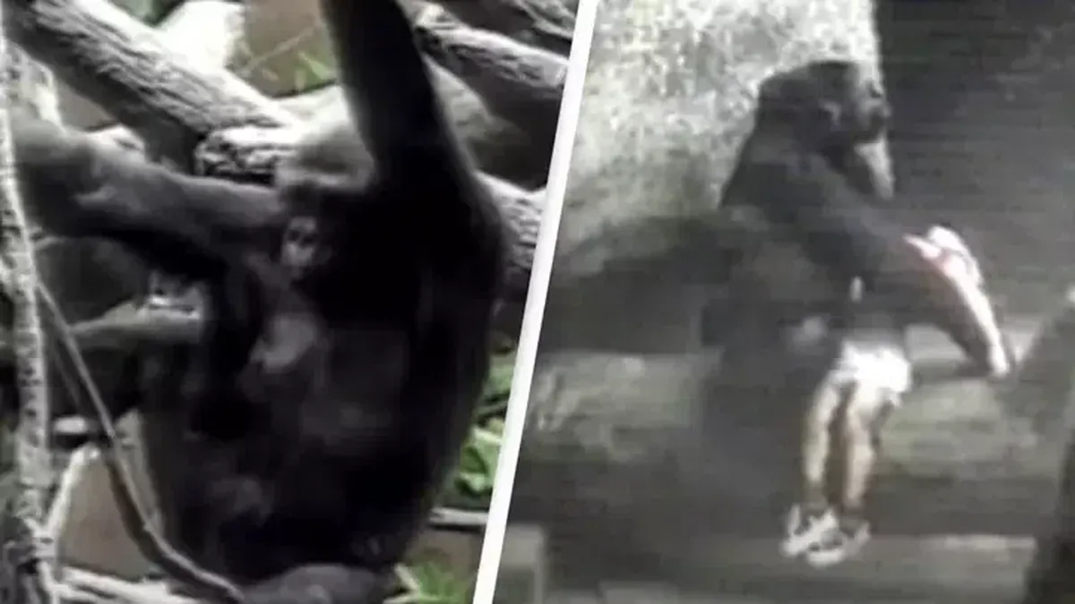 Viral Gorila Besar Selamatkan Bocah 3 Tahun Terjatuh ke Kandang