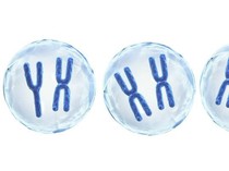 Secuil Kisah Ilmuwan Dunia Kelahiran Pekalongan, Joe-Hin Tjio