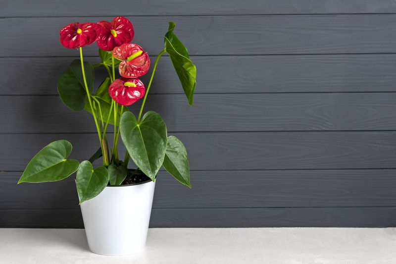 Ilustrasi tanaman Anthurium Ilustrasi tanaman Anthurium
