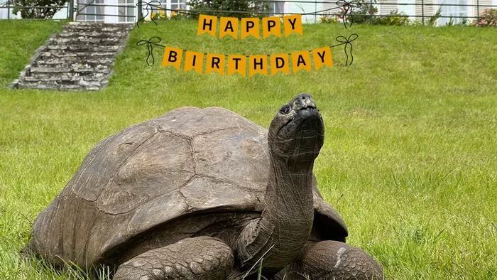 Kura-kura berusia 191 tahun ini menjadi hewan tertua yang masih hidup di dunia. Selamat ulangtahun, Jonathan!
