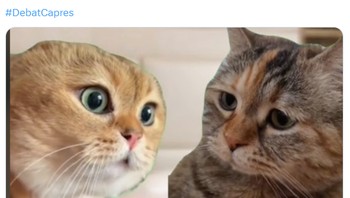 Meme kucing lucu banyak bertebaran dari netizen mengomentari Debat Capres 2024. Ada kandidat capres yang menyerang dengan argumen, ada yang yang harus membela diri. Foto: Twitter