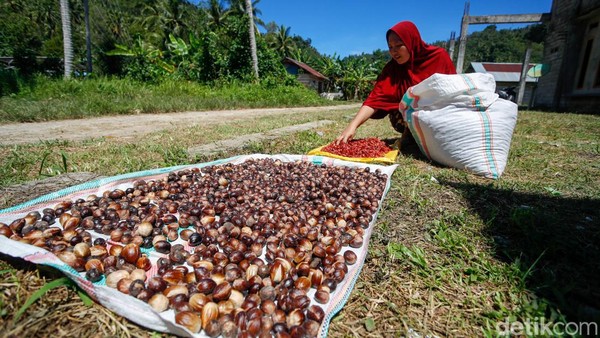 Potret Produksi Biji Pala, Primadona Rempah Halmahera Utara