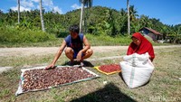 Menjadi salah satu pulau terluar di Maluku Utara, warga di Desa Salube yang memiliki kebun banyak ditanami buah pala. Ternyata mereka adalah penjual biji pala yang siap menjual hasil kebunnya ke pulau-pulau lain di luar Pulau Doi. Hal tersebut juga dilakukan oleh salah seorang warga desa Salube, Asep Puren. Pria yang juga bekerja sebagai guru di SMA 8 Halmahera Utara ini memilih untuk mencoba peruntungan menjual Pala bersama istrinya.  