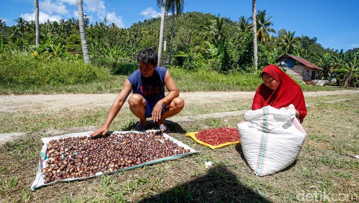 Potret Produksi Biji Pala, Primadona Rempah Halmahera Utara Kabupaten Halmahera Utara, Provinsi Maluku Utara, menjadi salah satu wilayah penghasil rempah, seperti pala dan cengkeh. Pala adalah primadonanya. Salah satu wilayah penghasil pala ada di Pulau Doi, Loloda Kepulauan, di Halmahera Utara.