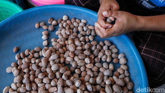 Potret Produksi Biji Pala, Primadona Rempah Halmahera Utara Kabupaten Halmahera Utara, Provinsi Maluku Utara, menjadi salah satu wilayah penghasil rempah, seperti pala dan cengkeh. Pala adalah primadonanya. Salah satu wilayah penghasil pala ada di Pulau Doi, Loloda Kepulauan, di Halmahera Utara.