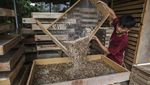 Raup Cuan dari Budi Daya Ulat Pakan Burung