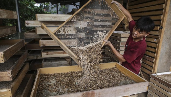Raup Cuan dari Budi Daya Ulat Pakan Burung Pekerja memanen ulat Jerman di kawasan Depok, Jawa Barat, Selasa (12/12/2023). Hasil panen dari budi daya ulat tersebut dijual bervariasi untuk pakan ternak burung sesuai dengan jenisnya mulai dari Rp40 ribu - Rp50 ribu yang dipasarkan ke beberapa wilayah di pulau Jawa dan Sumatera. ANTARA FOTO/ Erlangga Bregas Prakoso/sgd/YU