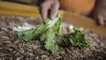 Raup Cuan dari Budi Daya Ulat Pakan Burung