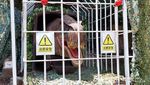 Roaaar! Planet Dinosaurus di Taiwan Bikin Deg-degan