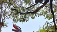 Velociraptor