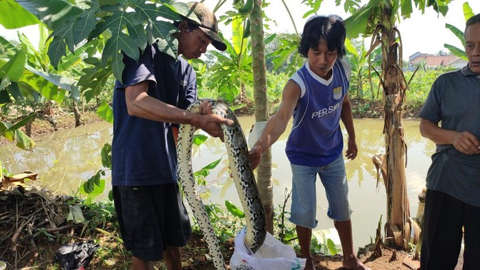 Warga Bolenglang menunjukan ular sanca kembang 3 meter yang berhasil ditangkap