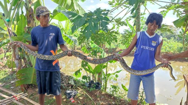 Warga Bolenglang menunjukan ular sanca kembang 3 meter yang berhasil ditangkap