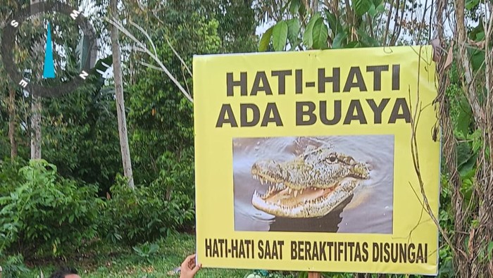 Buaya kerap muncul mengancam keselamatan warga di Sungai Palopo. Warga diimbau waspada. Dokumen Istimewa