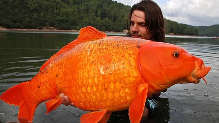Ikan mas bikin geger Kanada setelah dibuang asal oleh seseorang. Ikan mas di danau itu tumbuh menjadi raksasa yang mengerikan.